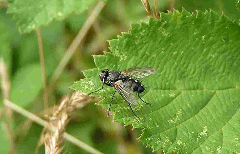 Tachinid Fly