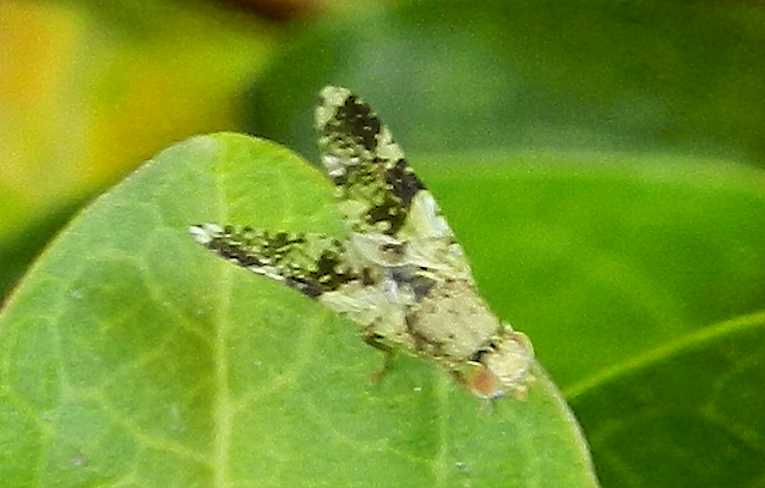 Tephritis sp.