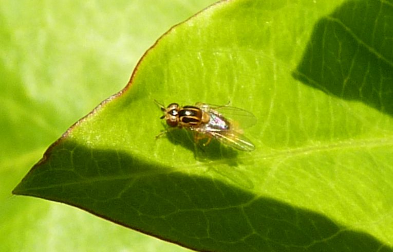 Thaumatomyia notata ?