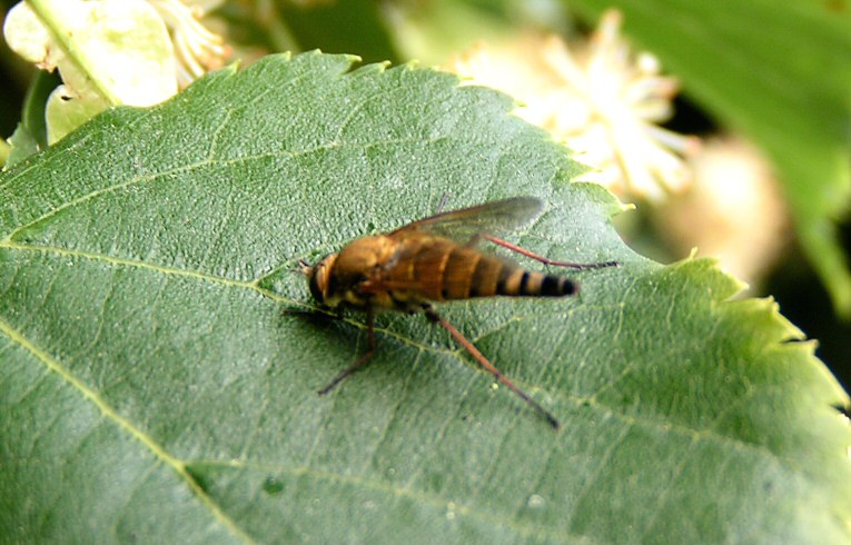 Thereva nobilitata