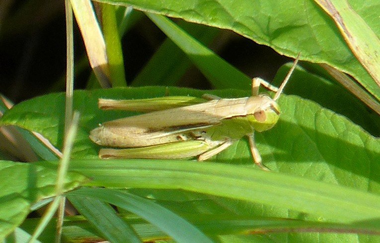 Chorthippus albomarginatus