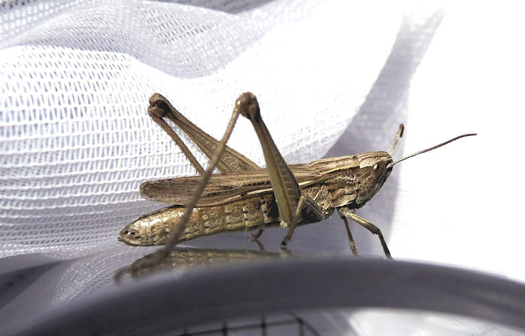 Lesser Marsh Grasshopper