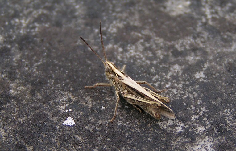 Chorthippus brunneus