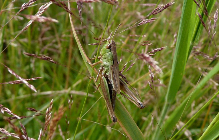 Common GrChorthippus parallelus