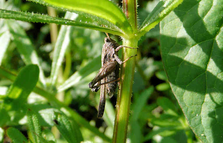 Tetrix subulata