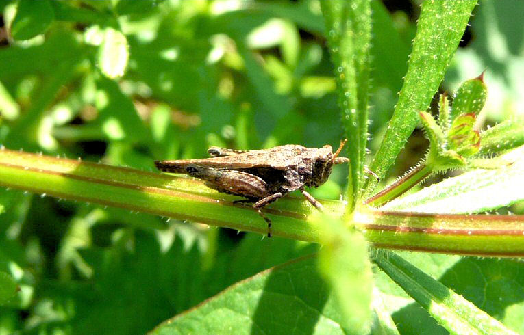 Slender Ground-hopper