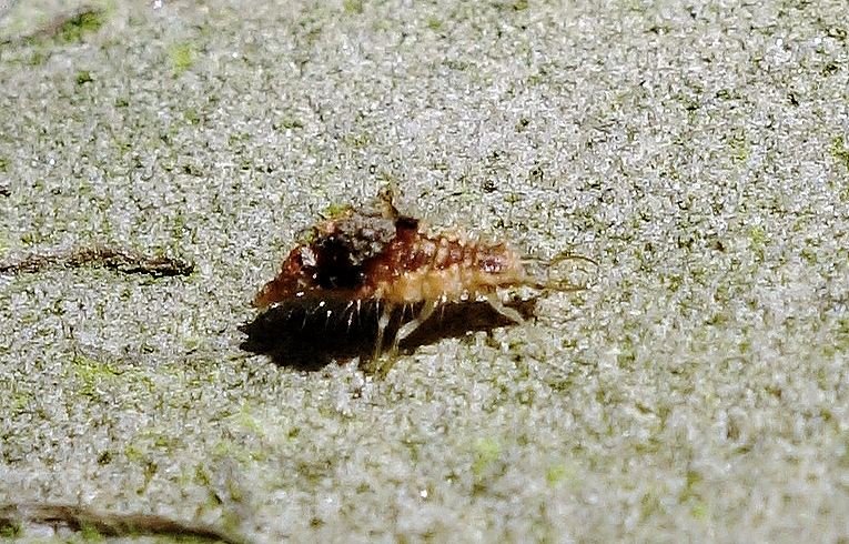 Lacewing larva