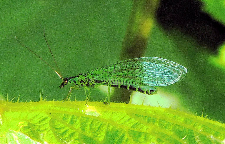 Chrysopa perla