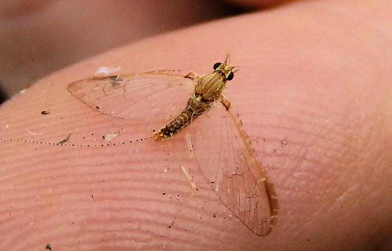a mayfly
