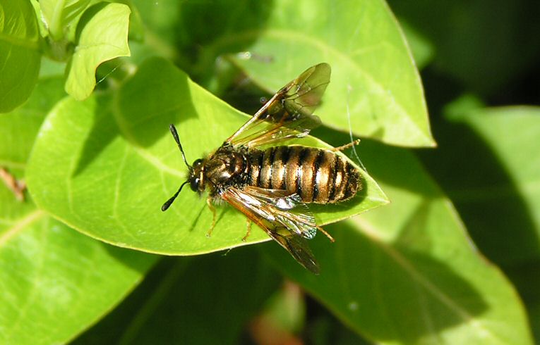 Abia (sericea?)