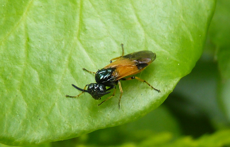 Arge_cyanocrocea