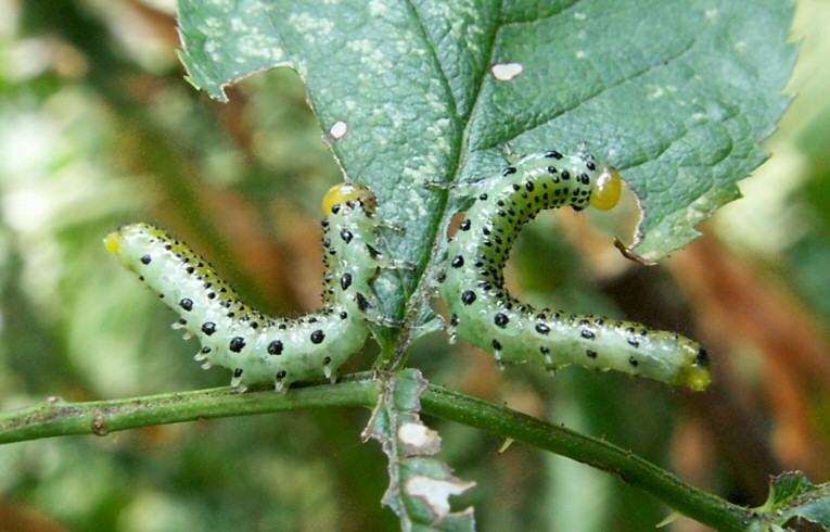 Arge orchropus
