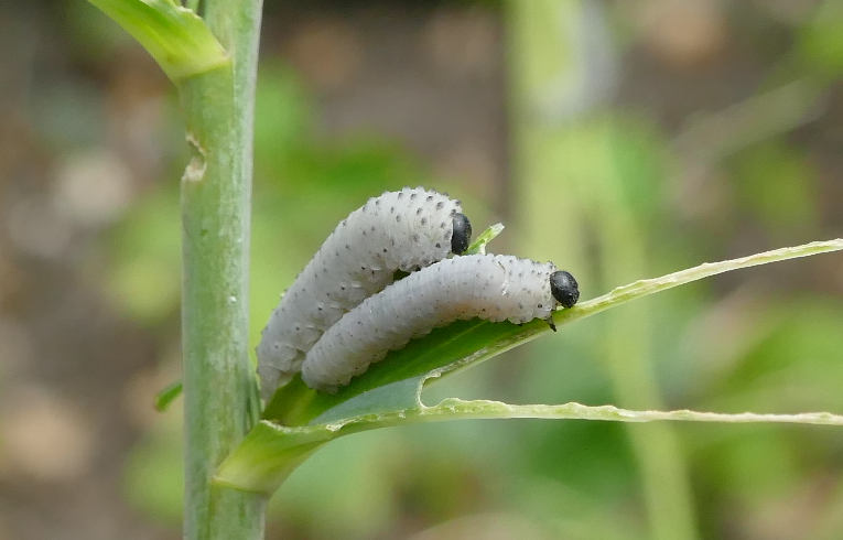 Phymatocera aterrima