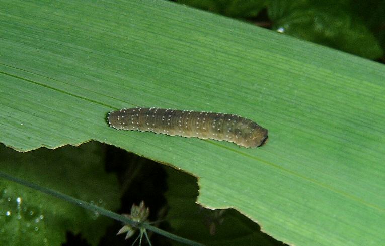 Rhadinoceraea micans