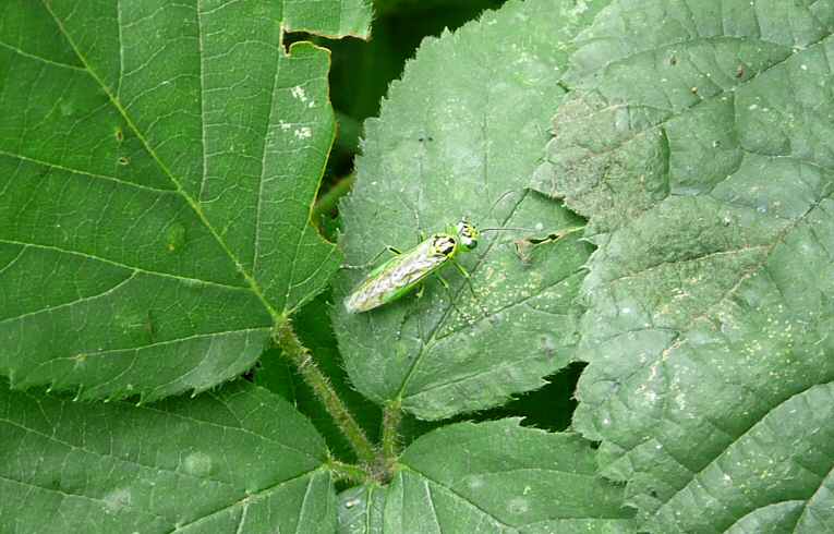 Rhogogaster viridis