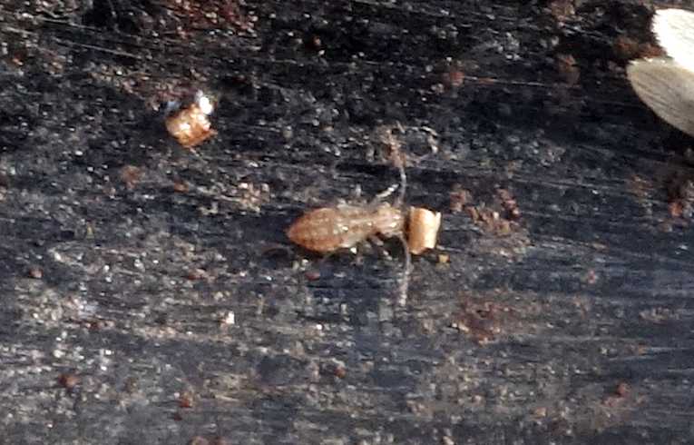 Cerobasis guestfalica