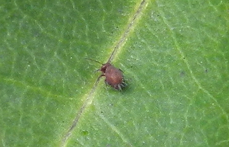 Dicyrtomina fuca