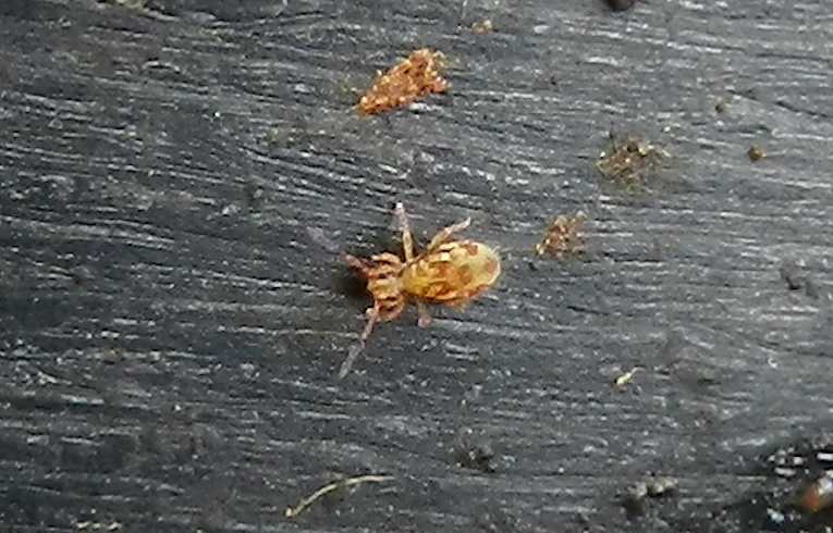Dicyrtomina saundersi