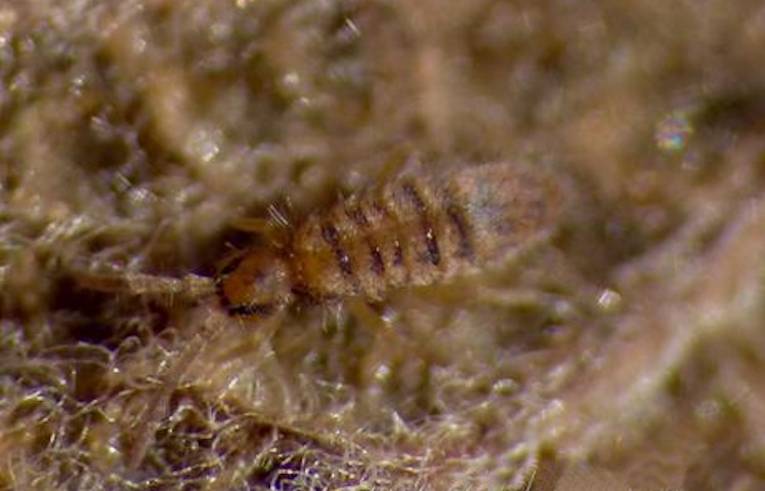 Entomobrya sp. (multifasciata?)