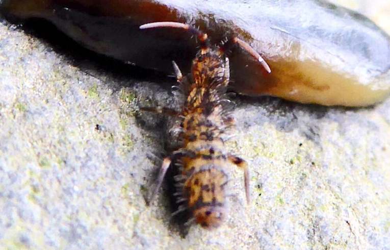 Orshesella villosa