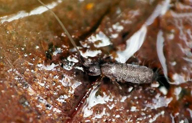 Tomocerus longicornis