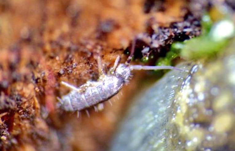 Tomocerus_minor