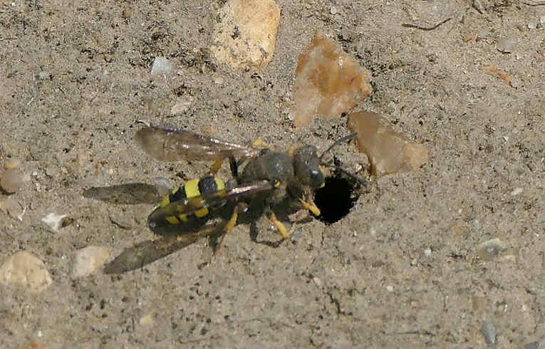 Cerceris rybensis 