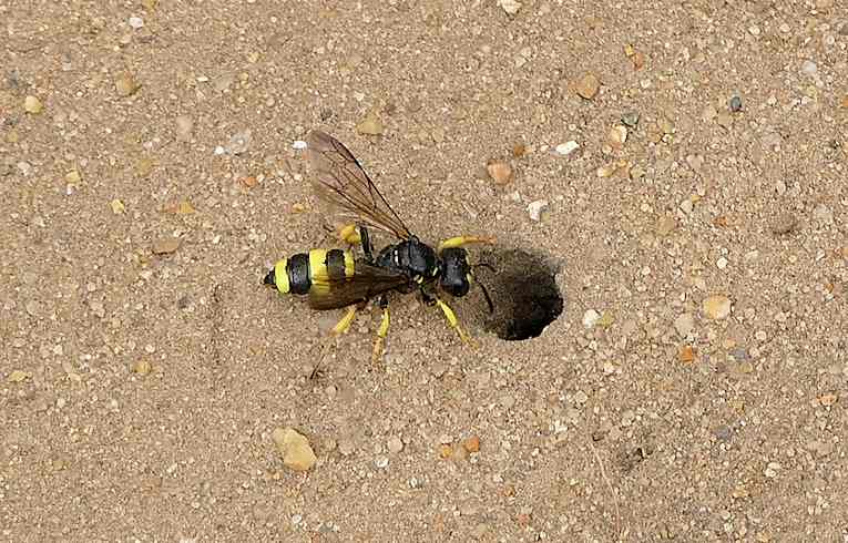 Cerceris rybyensis