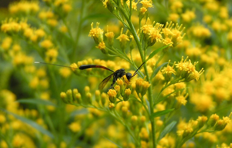 Gasteruption jaculator