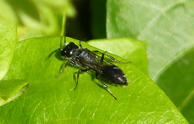 Pemphredon sp.