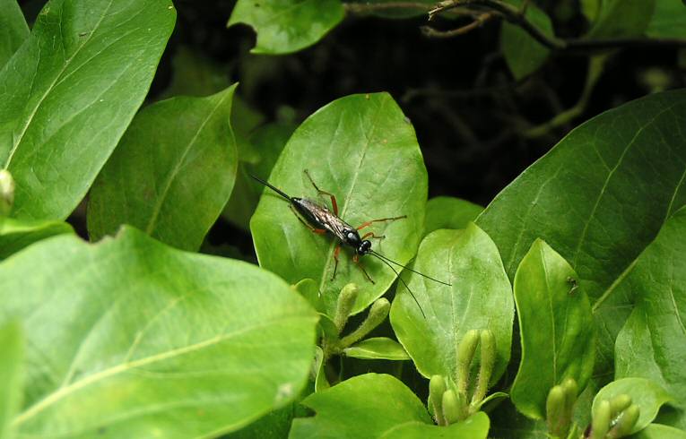 Ichneumon Wasp