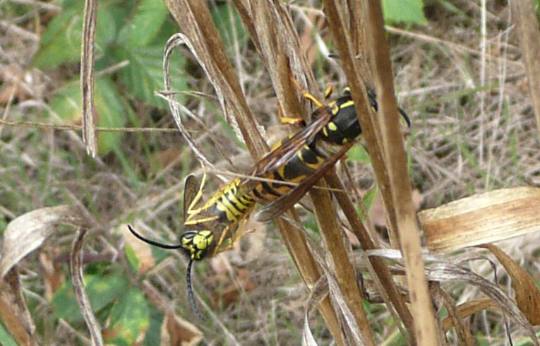 Vespula germanica