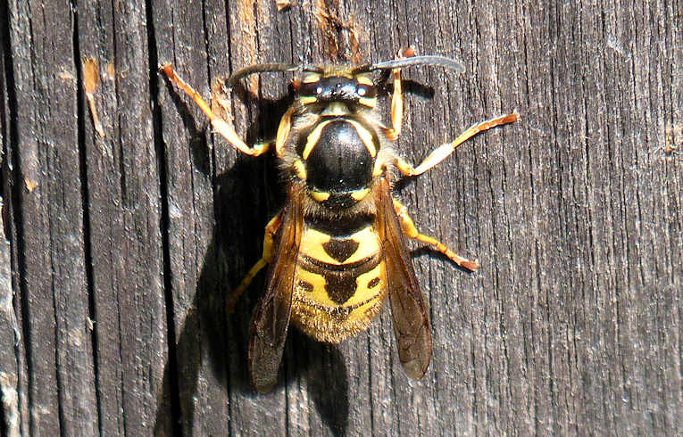 Vespula rufa