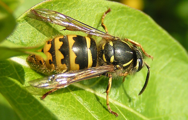 Vespula vulgaris