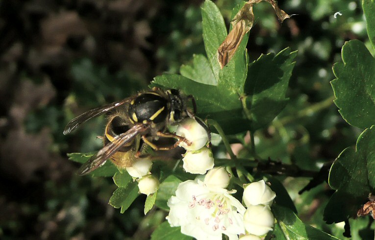 Vespula vulgaris