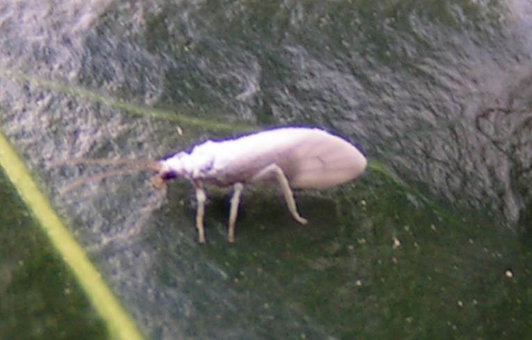 a  whitefly