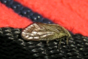 Sialis lutaria