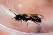 Andrena (bicolor)