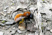 Andrena fulva