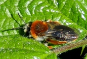 Andrena haemorrhoa