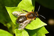 Andrena scotica