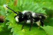 Andrena sp.