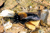 Andrena clarkella