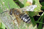 Andrena flavipes