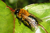 Andrena nitida