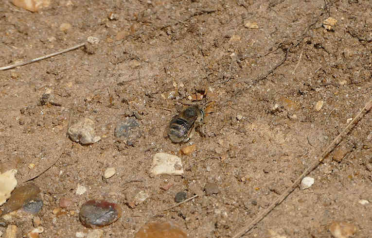 Anthophora bimaculata