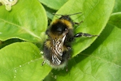 Bombus hortorum