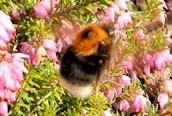 Bombus hypnorum