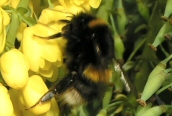White-tailed Bumblebee 