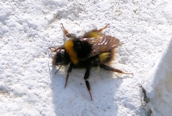 Early Bumble Bee